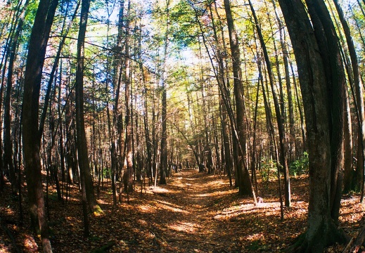 Great Smoky Mountains in the Fall